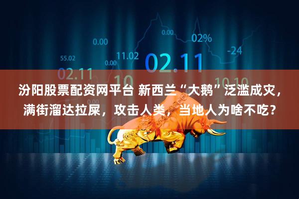 汾阳股票配资网平台 新西兰“大鹅”泛滥成灾，满街溜达拉屎，攻击人类，当地人为啥不吃？