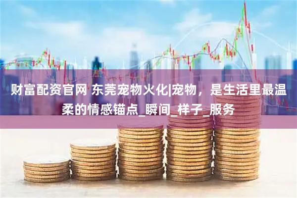 财富配资官网 东莞宠物火化|宠物，是生活里最温柔的情感锚点_瞬间_样子_服务